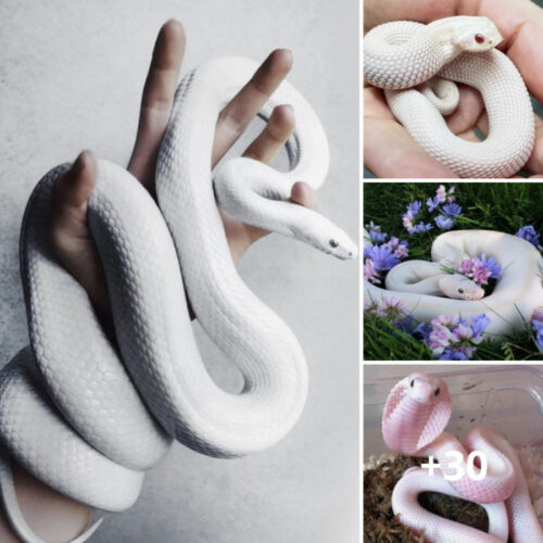 30+ Stunning Photos of Albino Snake to Captivate Your Senses