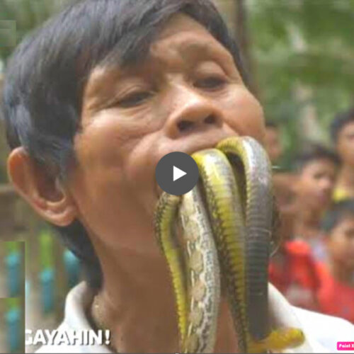 Meet the Bizarre Man who Can Swallow Dozens of Snakes Whole